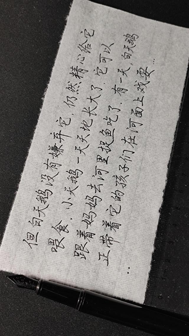 关于黑颈天鹅的故事，感情最专一的黑颈天鹅