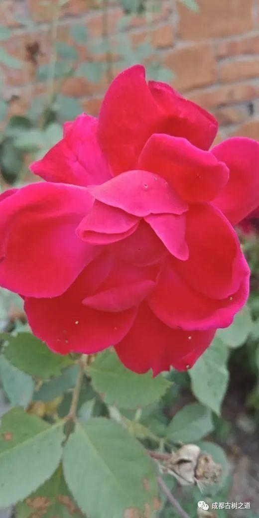 月季移栽最佳时间，月季几月份移栽最好（换一盆爆一盆）