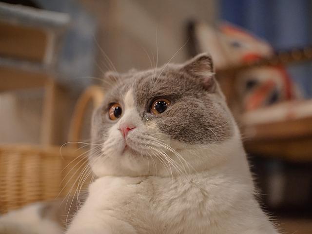 新手养猫基础知识，新手养猫基础知识宠物猫饲养