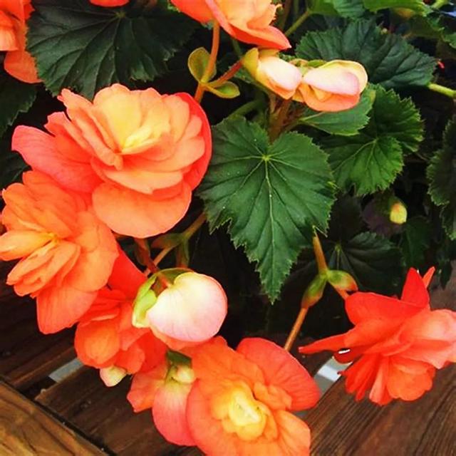 海棠花的花语和寓意，海棠花象征着爱恋和思念（海棠花的花语和象征意义）