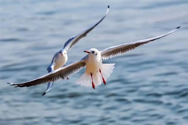 幸福的歌曲100首，关于爱情的那些歌