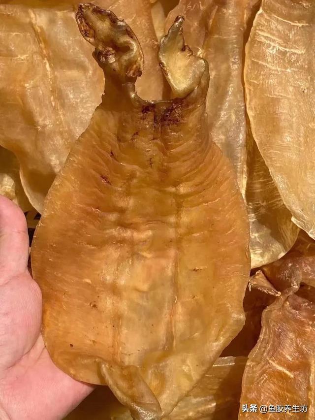 人工合成鱼胶图片，合成鱼胶怎么分辨