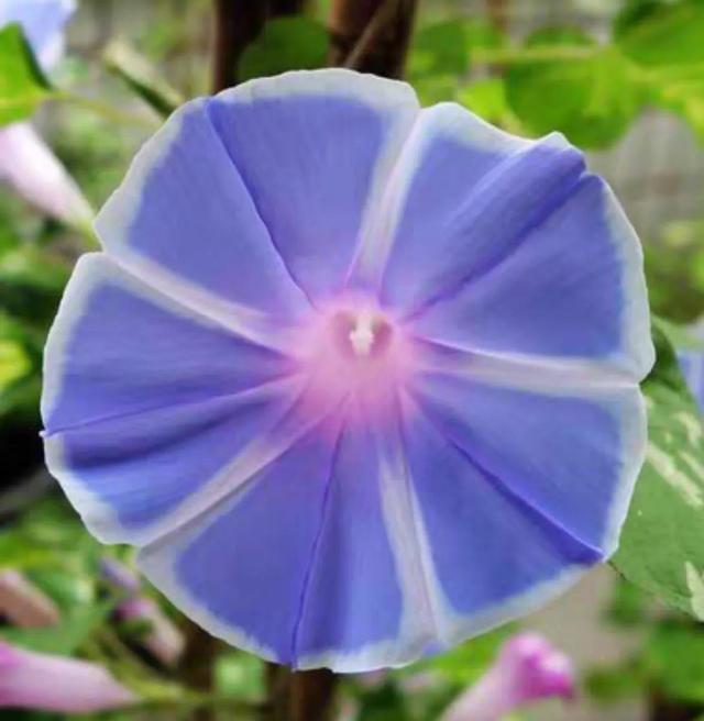 做梦也没想到牵牛花能开成这个样子，斗牛牛心脏（周公解梦：梦见这四种花草）