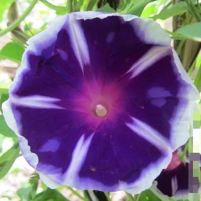 做梦也没想到牵牛花能开成这个样子，斗牛牛心脏（周公解梦：梦见这四种花草）