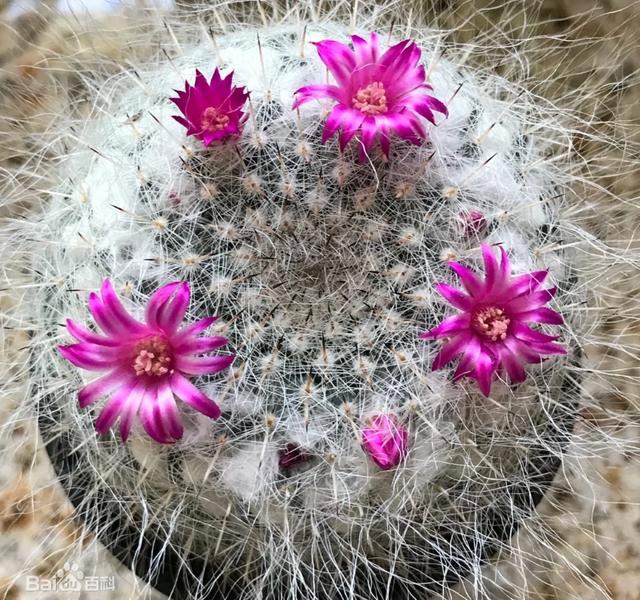仙人掌的生长过程，仙人掌植物的生长过程
