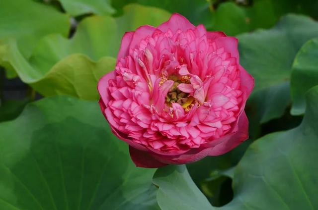 名贵荷花十大品种，最大的荷花品种排行榜