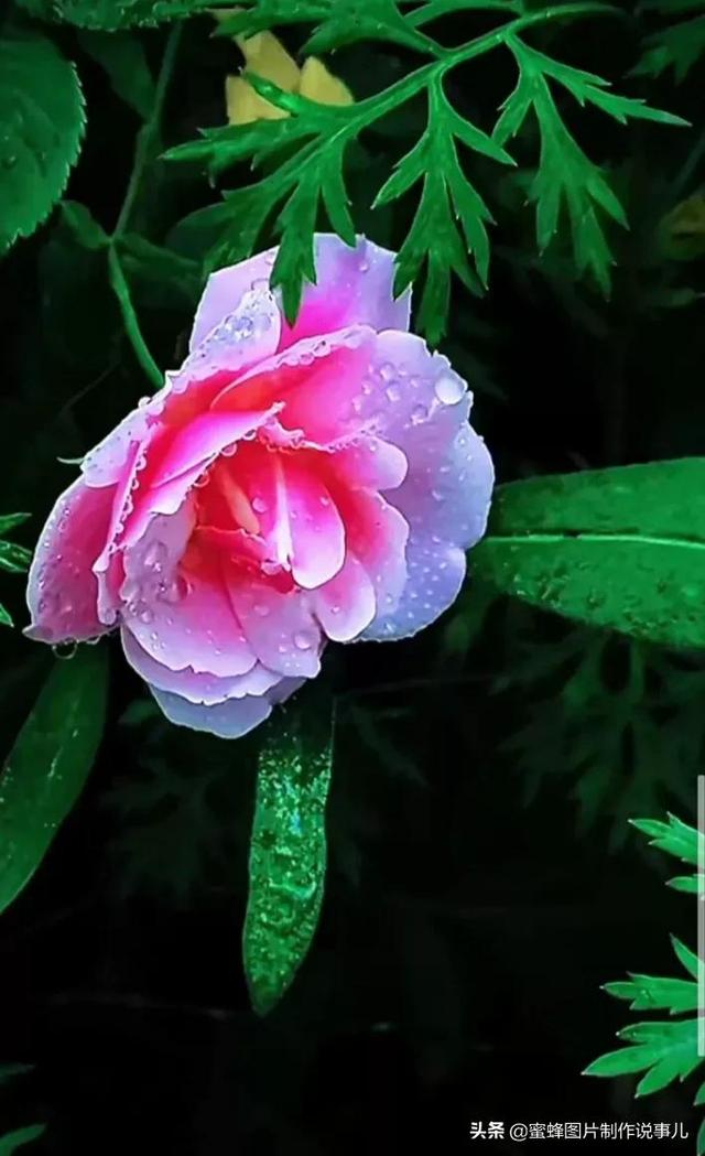 精美高清鲜花壁纸，漂亮鲜花送给您