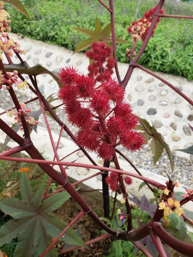 四季花海延庆，延庆区四海镇乡村旅游再添新亮点——