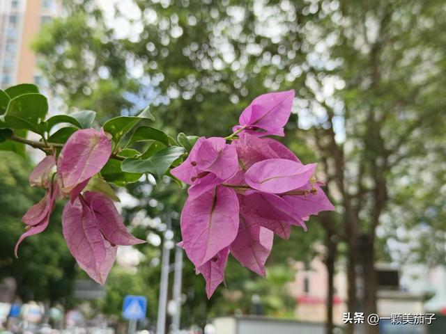 三角梅的含义与花语，最美三角梅广东叫