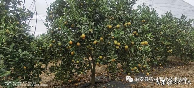 脆蜜金柑的优点和缺点，脆蜜金柑这么好品质、这么高效益