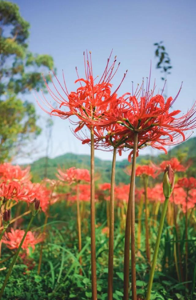 粉黛草向日葵彼岸花海...成都有多少惊喜，粉黛花海花期50天