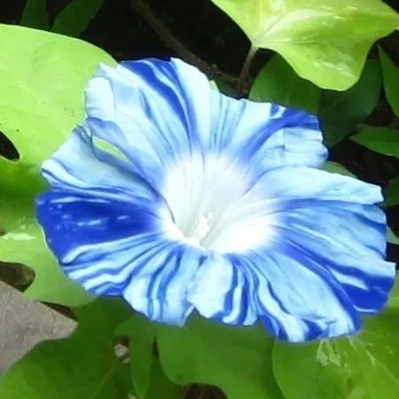 做梦也没想到牵牛花能开成这个样子，斗牛牛心脏（周公解梦：梦见这四种花草）