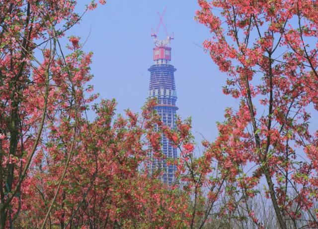 成都看樱花去哪里，樱花开了，成都多地可免费赏花