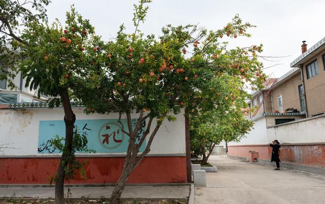 二十种风水树排名，5种富贵树