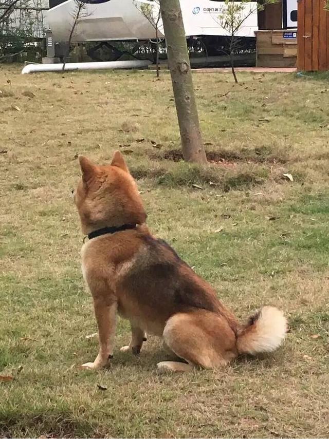 抚摸狗狗哪个部位会让它高兴，狗狗身上这几个地方