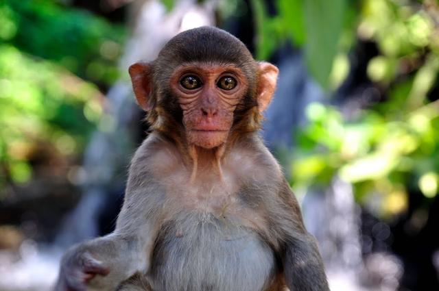 猴王争夺有多残酷，猴王争夺有多残忍