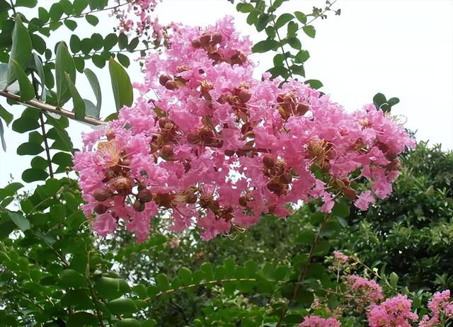 花卉图片及名称大全，常见绿植花卉及名称大全（100种常见花图鉴）