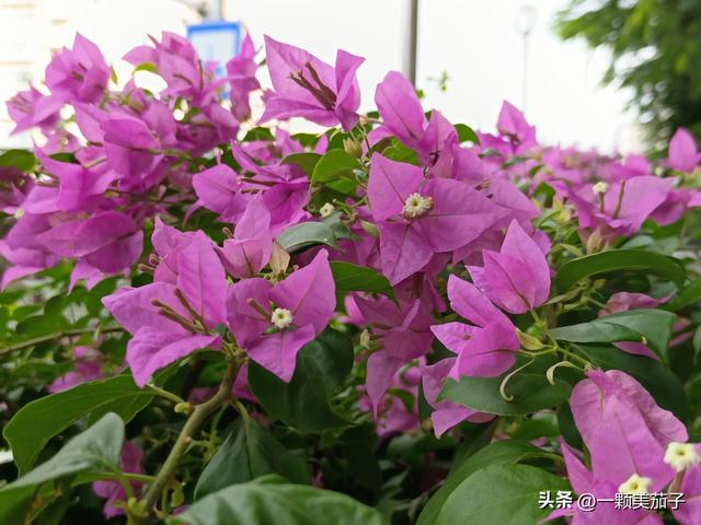 三角梅的含义与花语，最美三角梅广东叫