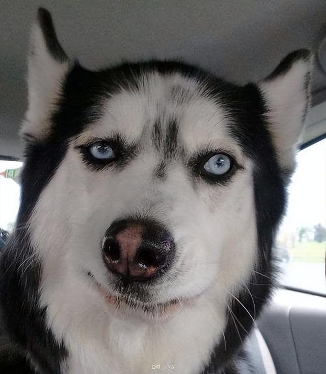 十大新手最好养的狗狗，最适合新手养的狗狗十大排行榜（最适合新手养的6种狗狗）