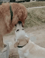 拉布拉多犬的优缺点，拉布拉多好养吗优缺点有哪些（拉布拉多犬的缺点总结）