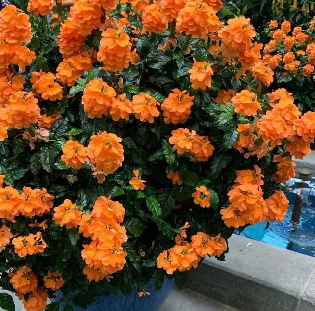 五种夏季开花植物，6种在夏季花朵开不完的植物