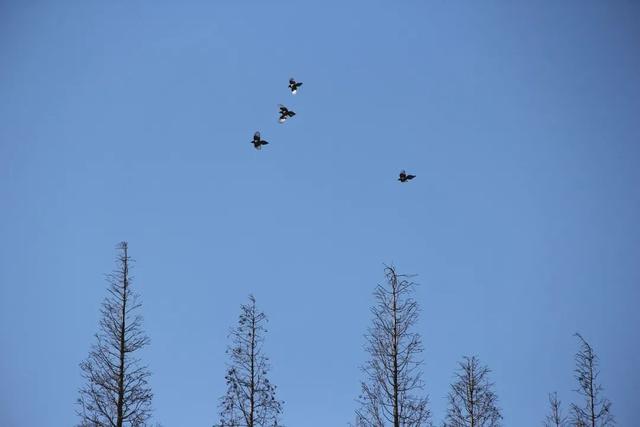 每日禅语人生感悟，50句智慧禅语人生无常