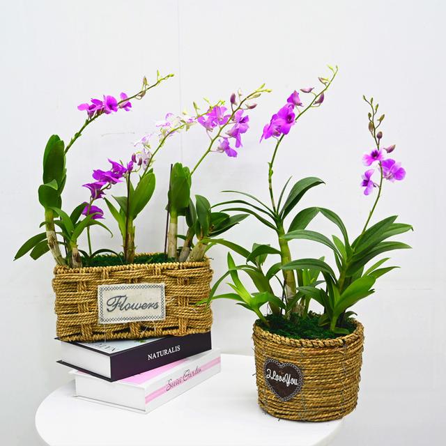 春节花卉品种大全大图，春节遇花期，五彩斑斓过新年