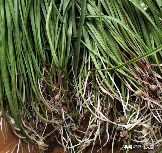 野菜的种类和图片大全，四季野菜图文大全（最美味的15种野菜）