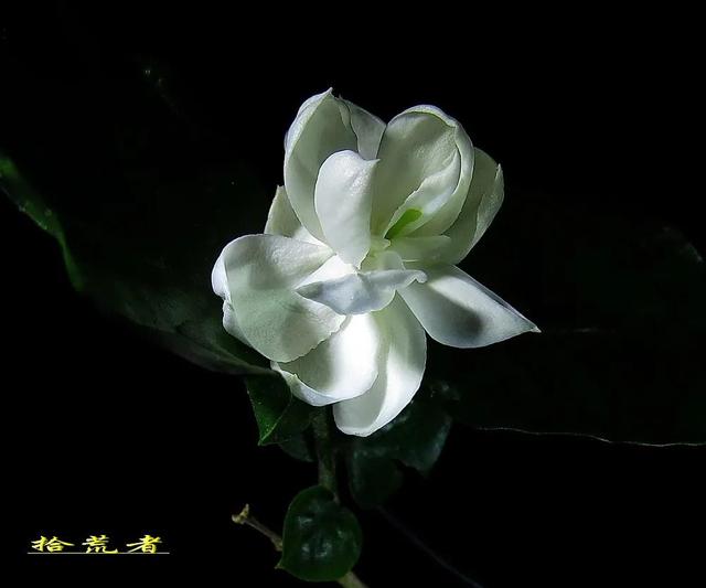 茉莉花代表的寓意是什么,好一朵茉莉花象征 茉莉花代表的寓意是什么,好一朵茉莉花象征