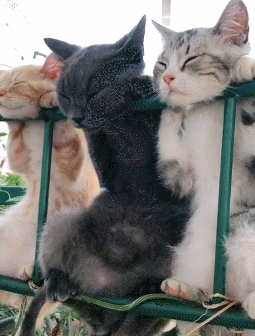 猫咪开心的表现，猫咪最机灵的6个表现