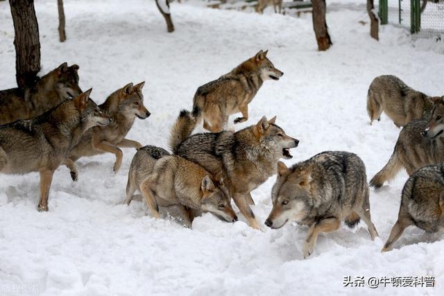 10只犬界战神比特犬，世上最强大比特犬