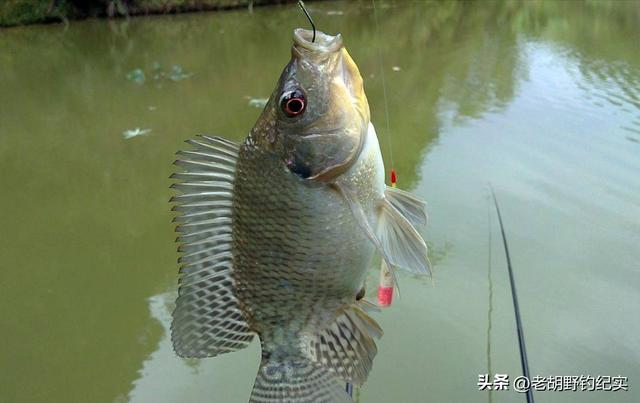 钓鱼初学者推荐什么鱼竿，论新手钓友该如何理性选择自己的钓竿