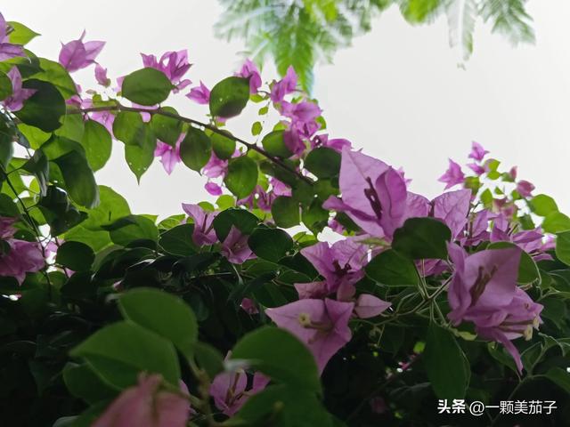 三角梅的含义与花语，最美三角梅广东叫