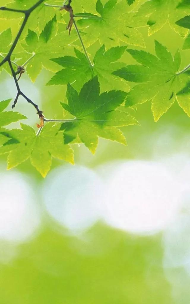 多种创意及超高清手机壁纸绿色，高清绿色系手机壁纸推荐