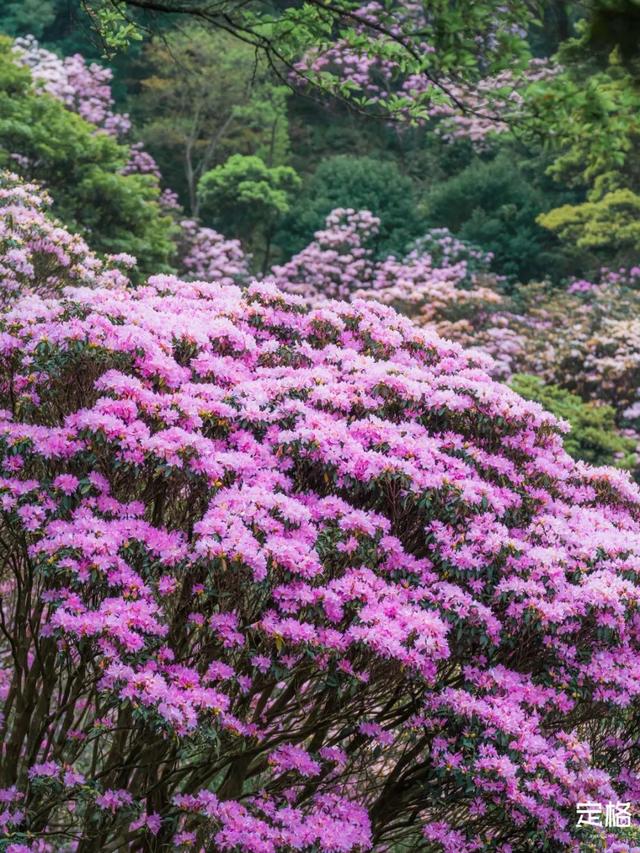 附近看花的地方，深圳最适合去赏花的地方（2023西安及周边赏樱花的地点大全）