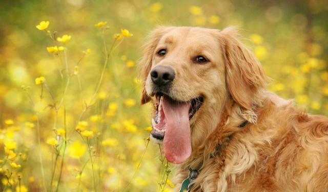 保持狗狗健康注意这三点，要想狗狗身体强壮