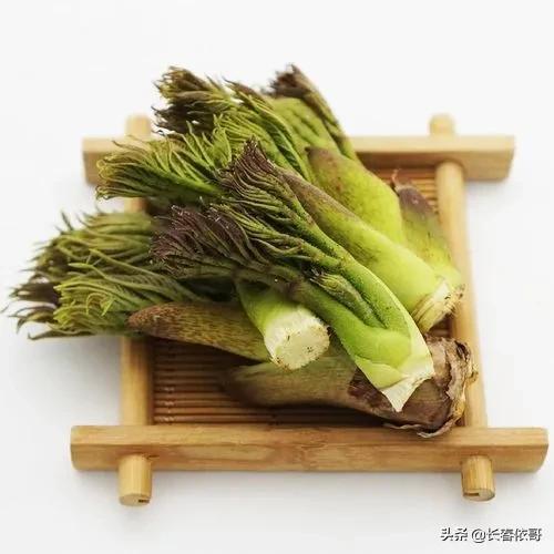 苦老芽的功效和作用，东北山野菜苦老芽