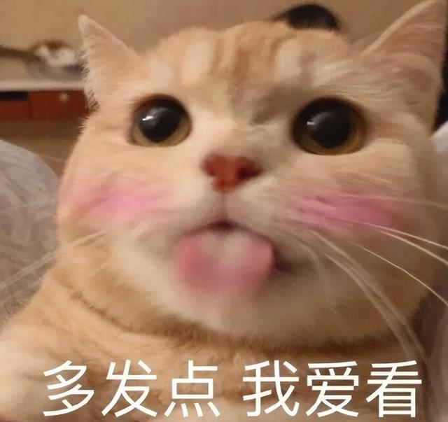 猫咪有几种哪种猫咪贵，6种国产猫咪