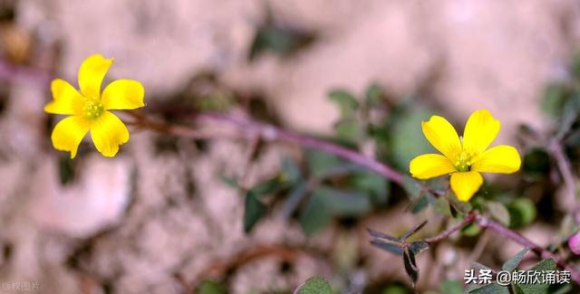 这么多野菜你认识几种，比韭菜还鲜嫩