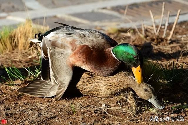 猫咪进化成猫颈鹿，雄性动物有多拼