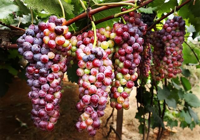 云南产什么水果，云南水果种类及名称