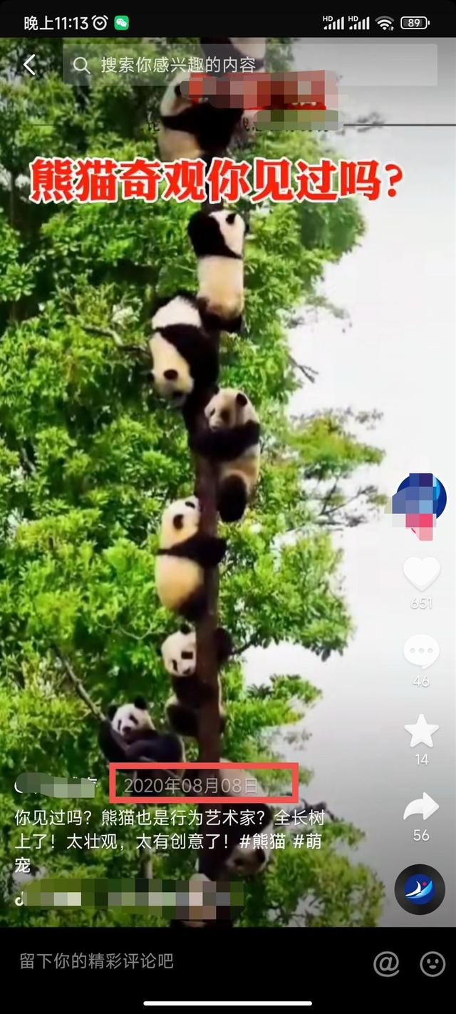 雅安地震熊猫爬树场景，雅安27只大熊猫爬同一棵树躲避地震