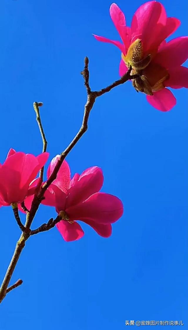 精美高清鲜花壁纸，漂亮鲜花送给您