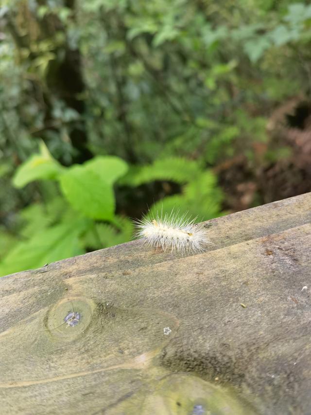 贵州铜仁梵净山，贵州铜仁梵净山风景区攻略（贵州省铜仁市梵净山风景区）