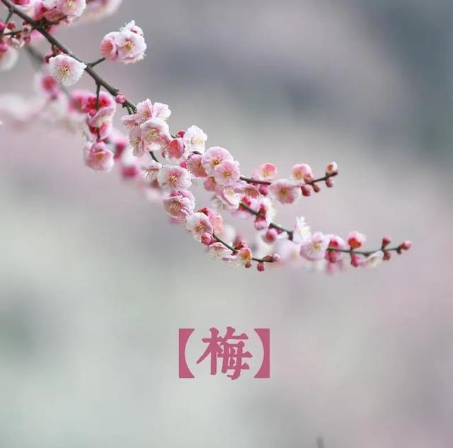 什么梅花品种好，梅花哪个品种比较好看