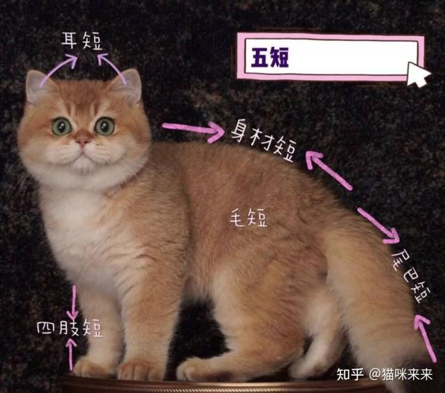 金渐层和银渐层，多少色金渐层配银渐层好（哪种猫摸起来手感最好）