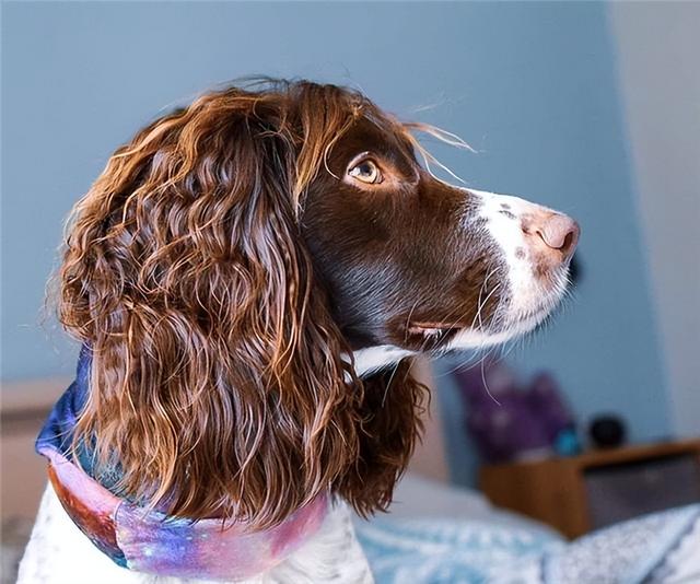  如何挑选优秀的史宾格幼犬，史宾格犬的品相