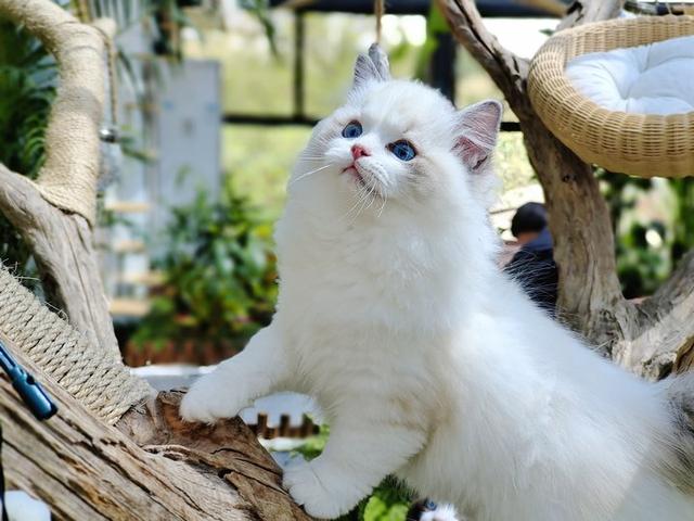 猫的寿命一般有多长，猫咪的寿命最长多少年（这几种猫咪寿命较短）