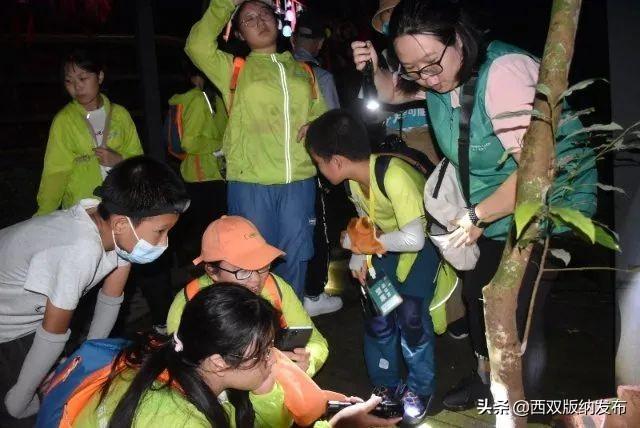 望天树景区跟原始森林去哪个好，望天树景区开园了