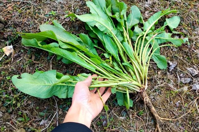 在农村这种植物被称为万能解毒草，农村常见酢浆草价值珍贵